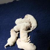 img_0790-custom