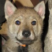 img_1035_edited-custom