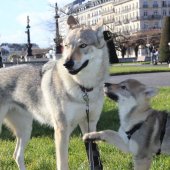 allouw et Voulk
