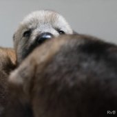 Chiots Milla-1