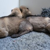 Chiots Milla-10