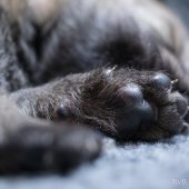 Chiots Milla-12