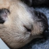 Chiots Milla-14