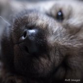 Chiots Milla-15