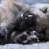 Chiots Milla-16