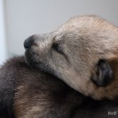 Chiots Milla-2