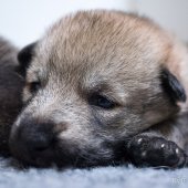 Chiots Milla-3