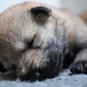 Chiots Milla-5