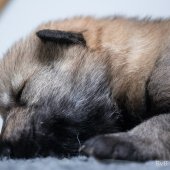 Chiots Milla-6