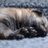 Chiots Milla-7