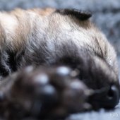 Chiots Milla-8