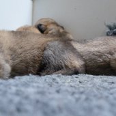 Chiots Milla-9