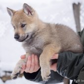 Chiots Milla-10