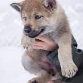 Chiots Milla-12