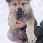 Chiots Milla-13