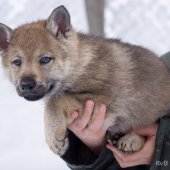 Chiots Milla-14
