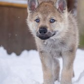 Chiots Milla-18