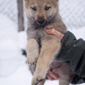 Chiots Milla-2