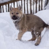 Chiots Milla-21