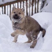 Chiots Milla-22