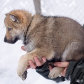 Chiots Milla-6