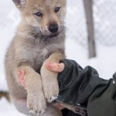 Chiots Milla-8