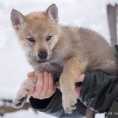 Chiots Milla-9