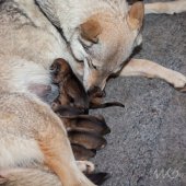 Chiots Milla 1 jour-11