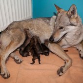 Chiots Milla 1 jour-12