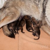 Chiots Milla 1 jour-13