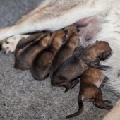 Chiots Milla 1 jour-3