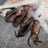 Chiots Milla 1 jour