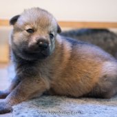 Chiots Milla-1