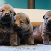 Chiots Milla-10