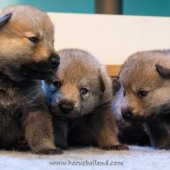 Chiots Milla-11