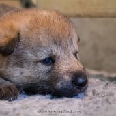 Chiots Milla-13