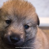 Chiots Milla-14