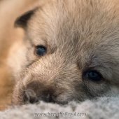 Chiots Milla-15