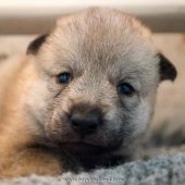 Chiots Milla-16