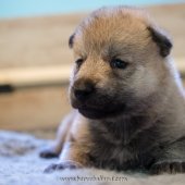Chiots Milla-19