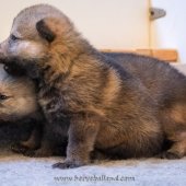 Chiots Milla-2