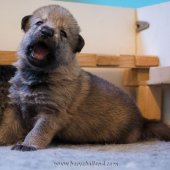 Chiots Milla-4