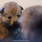 Chiots Milla-5