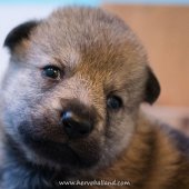 Chiots Milla-6