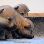 Chiots Milla-7