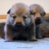 Chiots Milla-8
