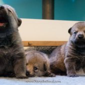 Chiots Milla-9