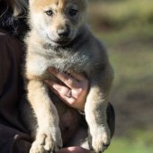 Chiots Milla-1