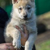 Chiots Milla-10