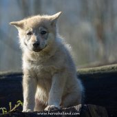 Chiots Milla-11